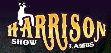 Harrison Show Lambs