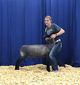 Harrison Show Lambs Winners