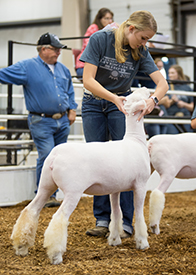 Harrison Show Lambs Winners