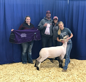 Harrison Show Lambs Winners