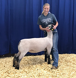 Harrison Show Lambs