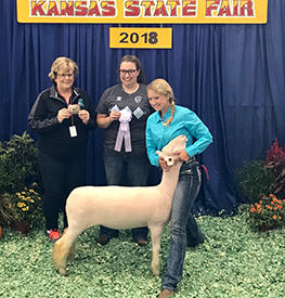 Harrison Show Lambs Winners