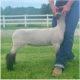 Harrison Show Lambs Winners