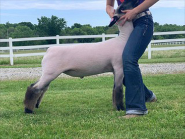 Harrison Show Lambs