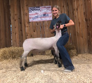 Harrison Show Lambs Winners