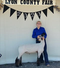 Harrison Show Lambs Winners