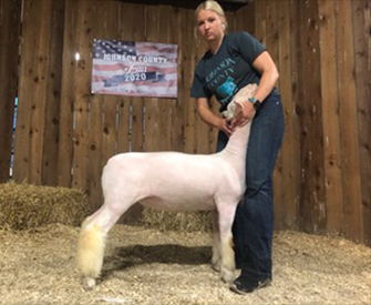 Harrison Show Lambs Winners