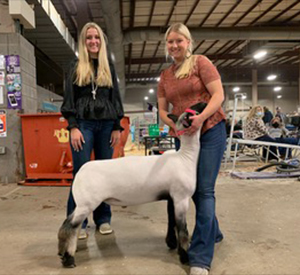 Hrrison Show Lambs Winners