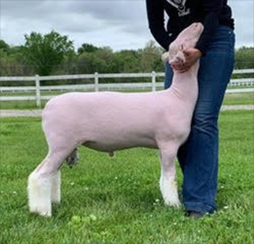 Harrison Show Lambs Winners