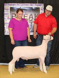 Harrison Show Lambs Winners