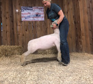 Harrison Show Lambs Winners