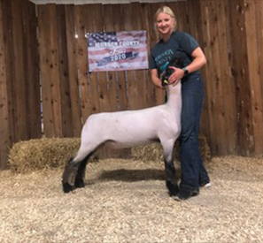 Harrison Show Lambs Winners
