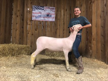 Harrison Show Lambs Winners