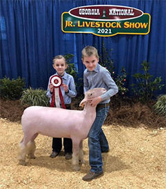 Harrison Show Lambs Winners