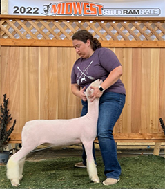 Harrison Show Lambs Winners