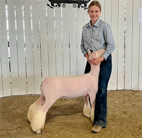 Harrison Show Lambs Winners