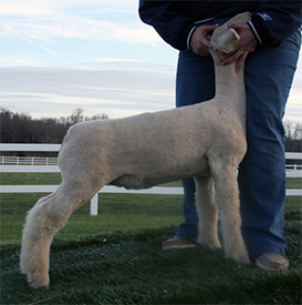 Harrison Show Lambs Winners